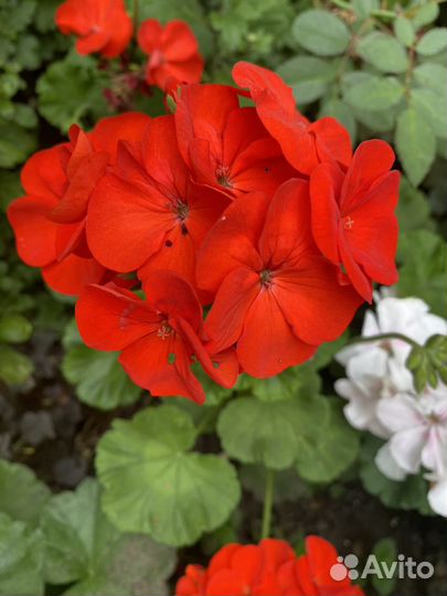 Герань пеларгония