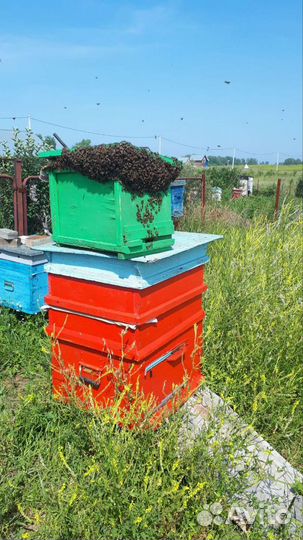 Продам пчелосемьи с ульями
