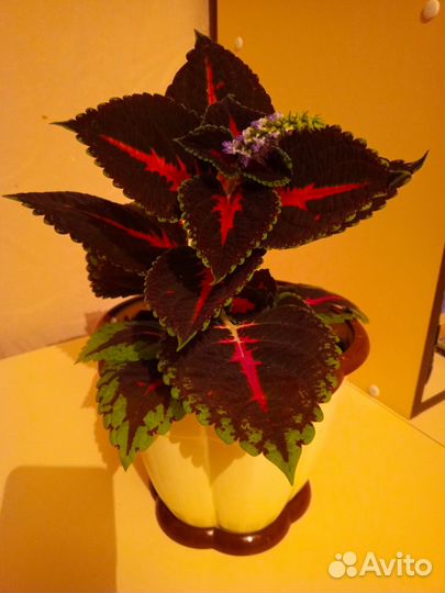 Комнатные цветы