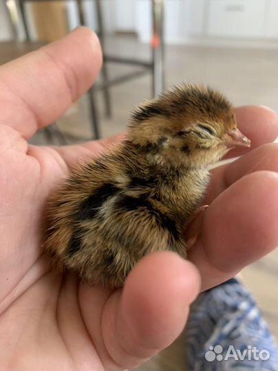 Инкубация яиц