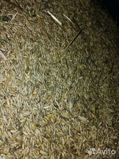 Продам рожь