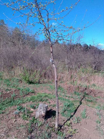 Участок 3 сот. (СНТ, ДНП)