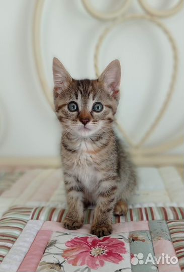 Лапочка девочка в добрый дом