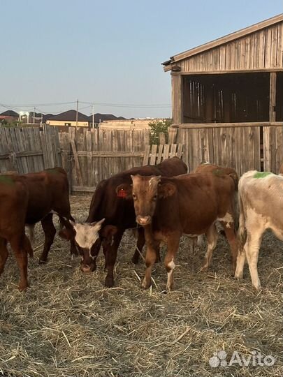 Бычки на откорм 16 голов