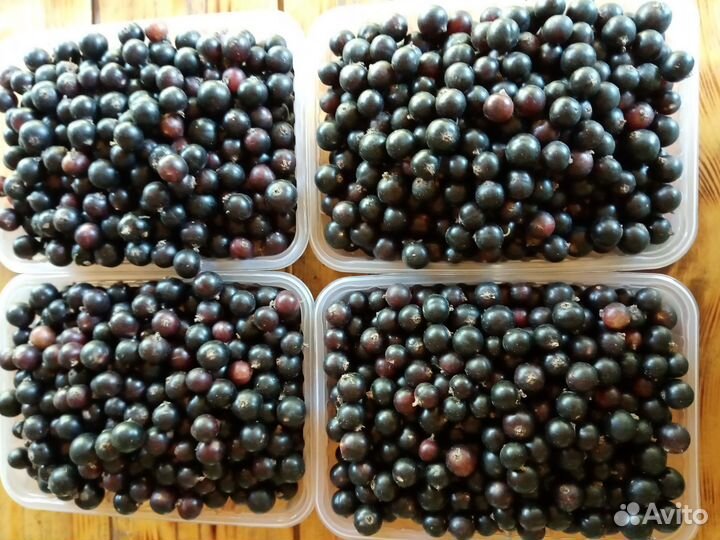 Ягода черной смородины