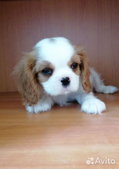 Мальчик с пальчик