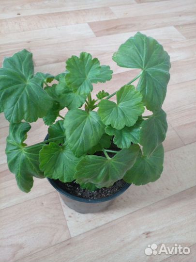 Домашние растения,цветы.колеусы и др