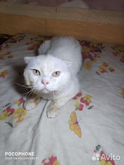 Добрые руки