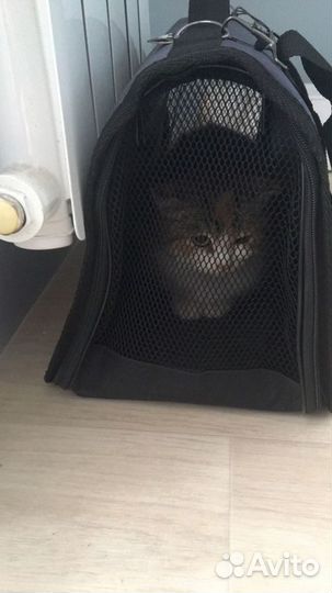 Кошечка трехцветочка