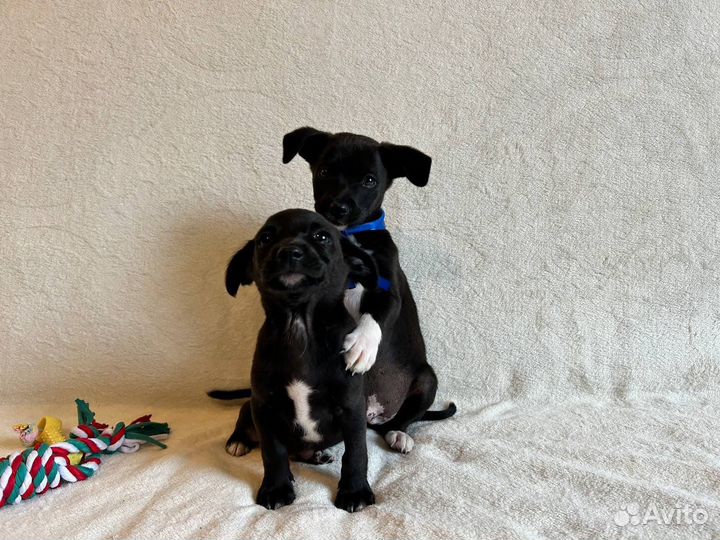 Щенки от маленькой собачки бесплатно