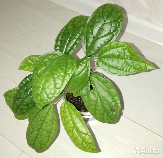 Клеродендрум томпсона