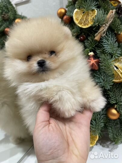 Щенки померанского шпица