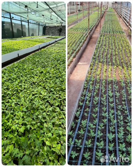 Черенок Хризантемы на срез