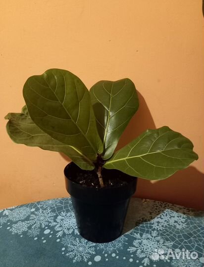 Фикус Лирата