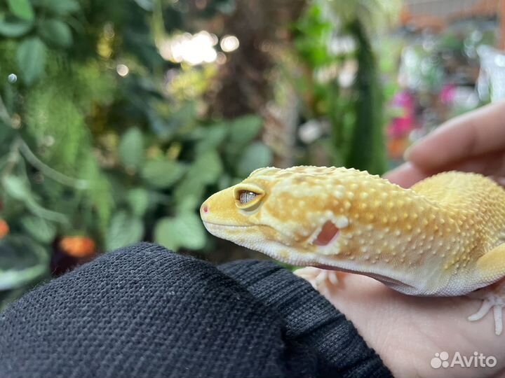 Геккон эублефар