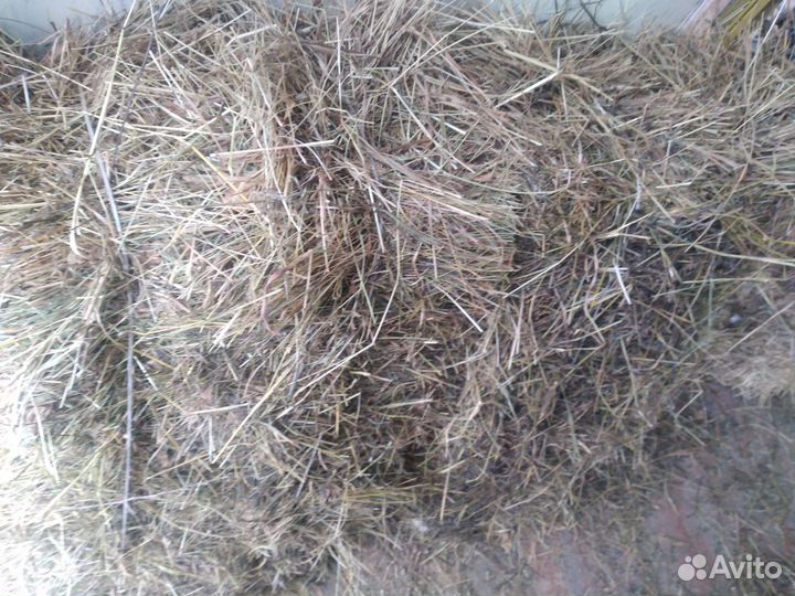 Сено на подстилку для собак