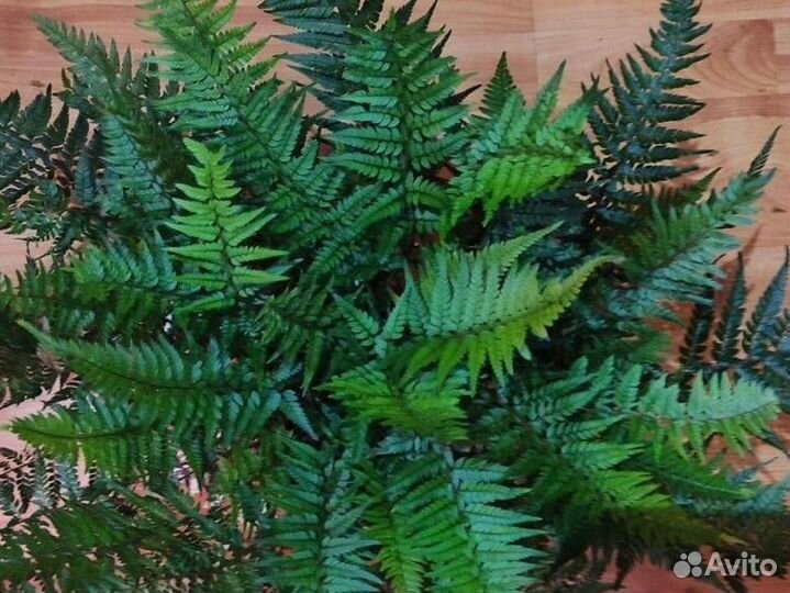 Споры папоротников