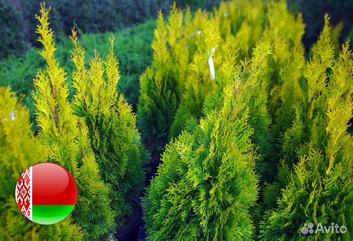 Туя Брабант 1,5 м