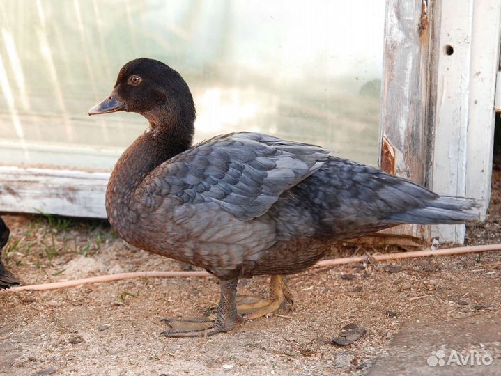 Тяжёлая линия Индоутки утята разные окрасы