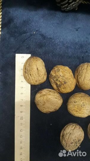 Сухоцветы для поделок