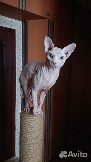 Канадский сфинкс вязка