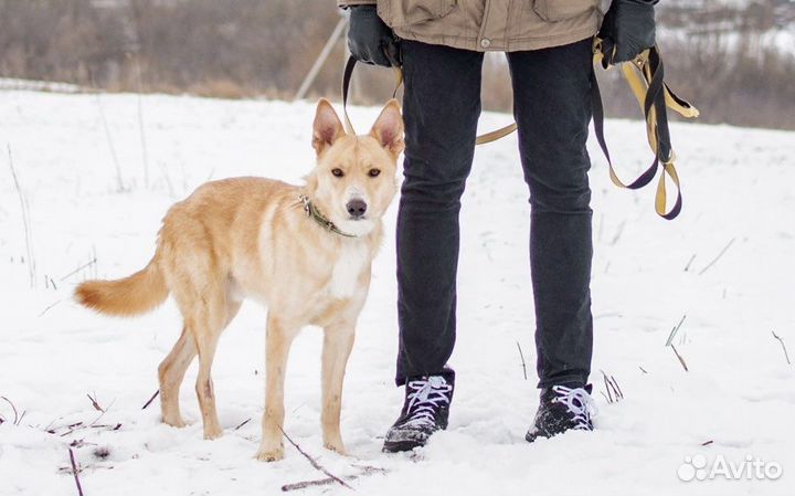 Собака в добрые руки