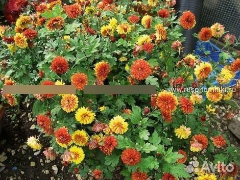 Хризантема