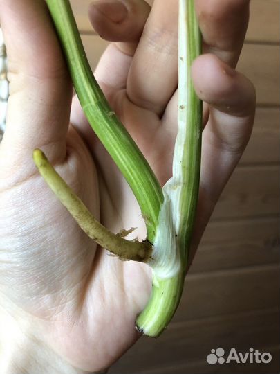 Монстера альба вариегатная