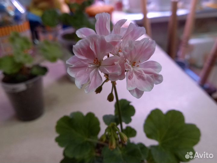 Пеларгония герань