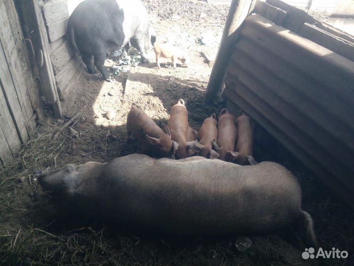 Продаю поросят