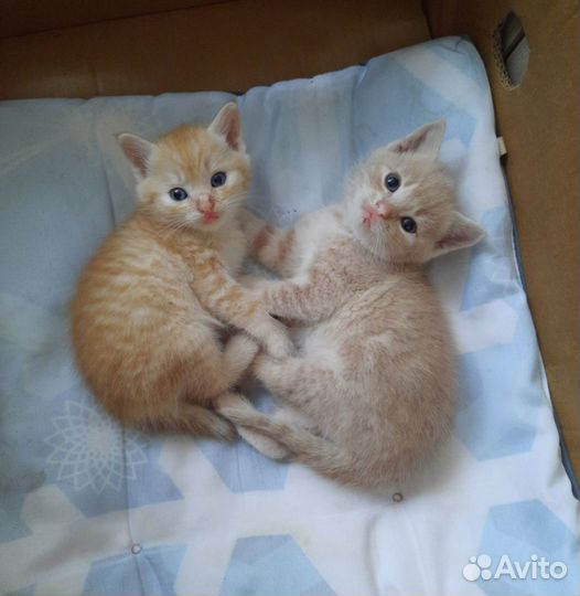 Отдам котят в добрые руки 2 мальчика