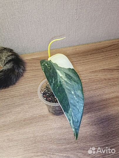 Эпипремнум пиннатум вайт вариегата