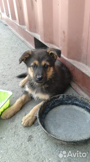 Щенки ищут дом