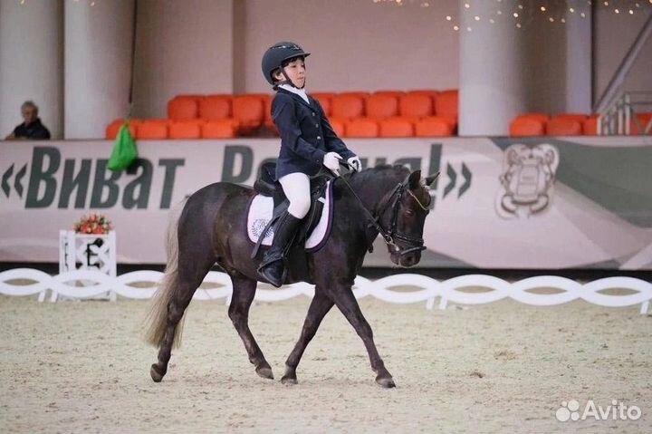 Продается чудесный пони