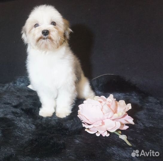 Цветной йорк мальчик блюберри взрослый