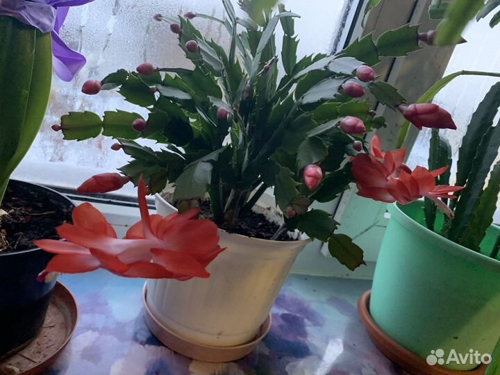 Комнатные цветы