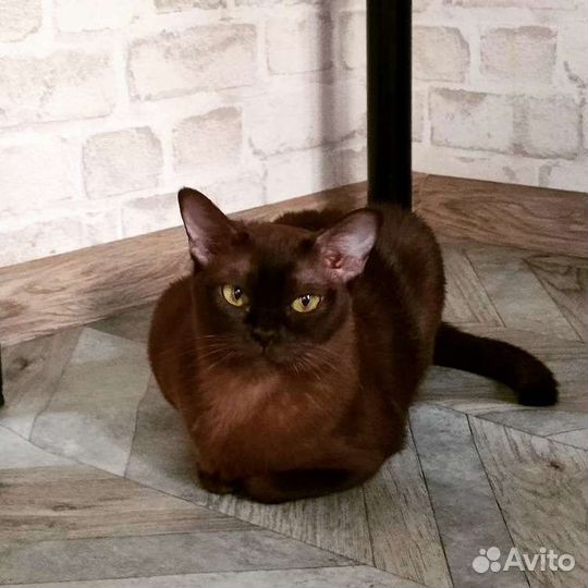 Бурманские котята