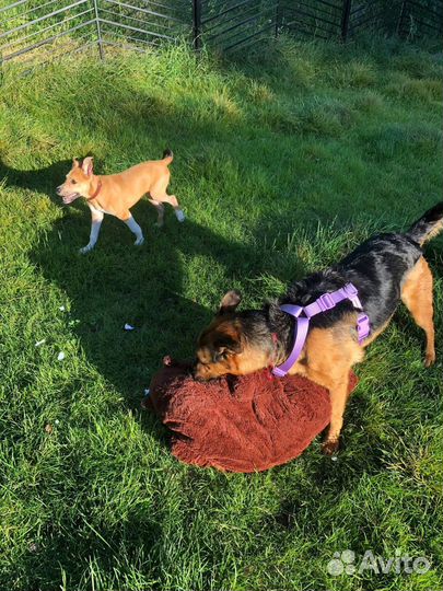 Собака щенок мальчик