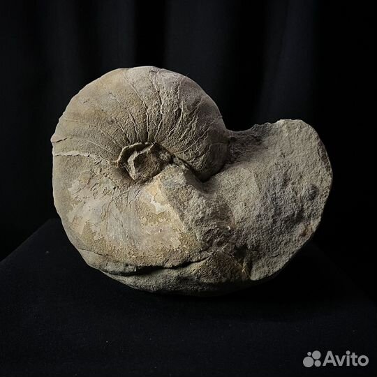 Наутилус окаменелый ископаемый окаменелость