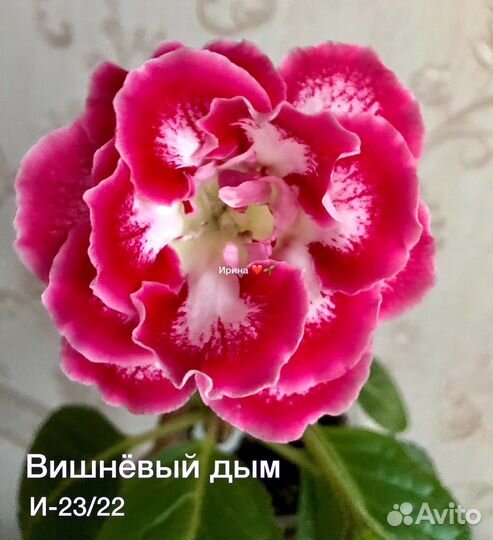 Глоксиния махровая