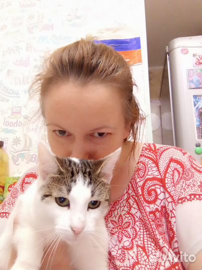 Передержка кошек