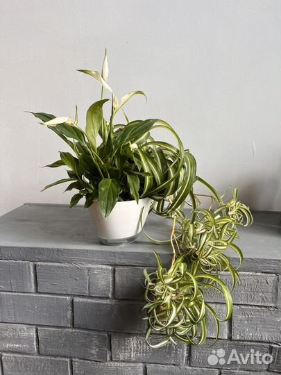 Хлорофитум и спатифиллум, композиция