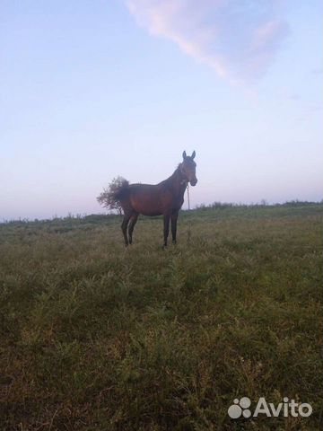 Лошадь Кабардинской породы объявление продам