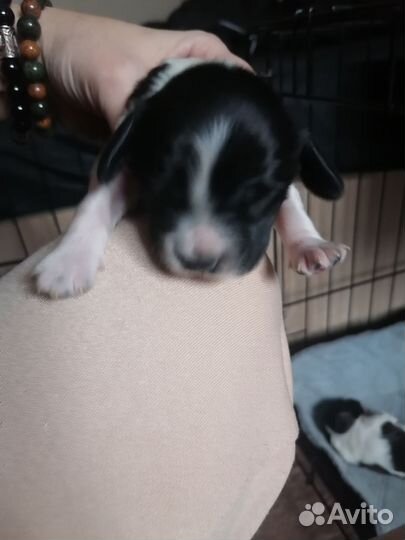 Русский спаниель