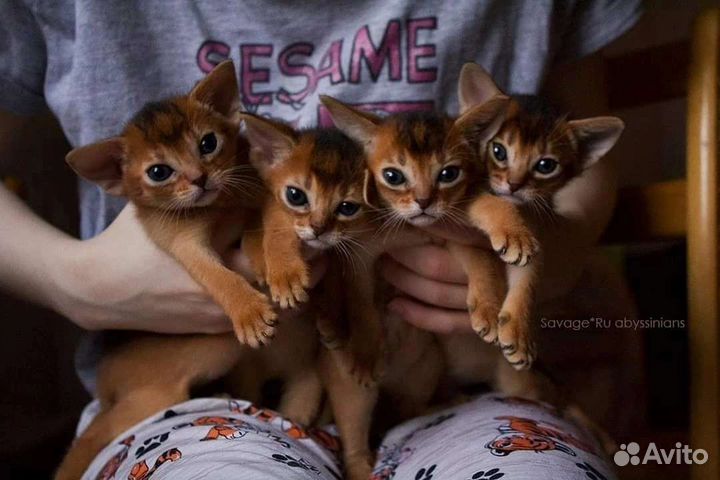 Абиссинские котята