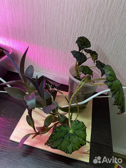 Комнатные растения цветы