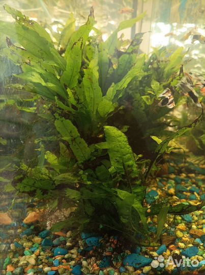 Растения для аквариума прополка