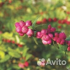 Снежноягодник Аметист