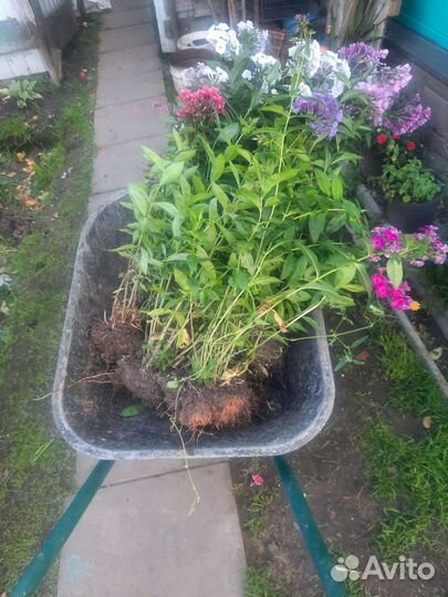 Садовые растения