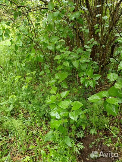 Сирень отростки